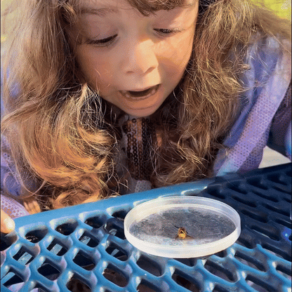 Child using Little Scientist's Ultimate Tool. The mini microscope for kids